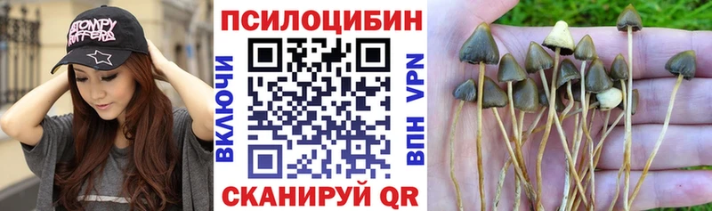закладки  Чекалин  Псилоцибиновые грибы прущие грибы 